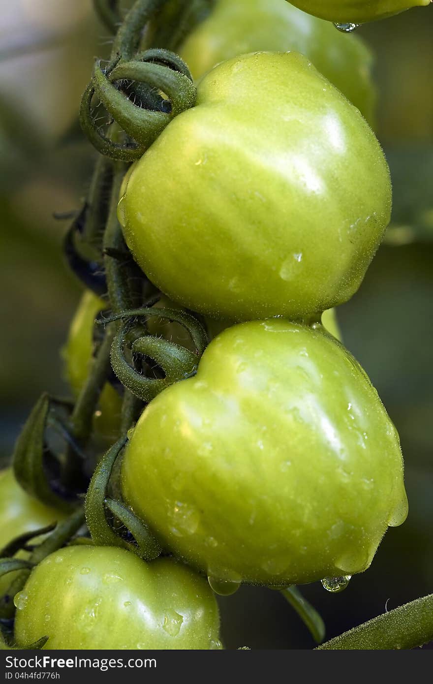 Green Tomatos