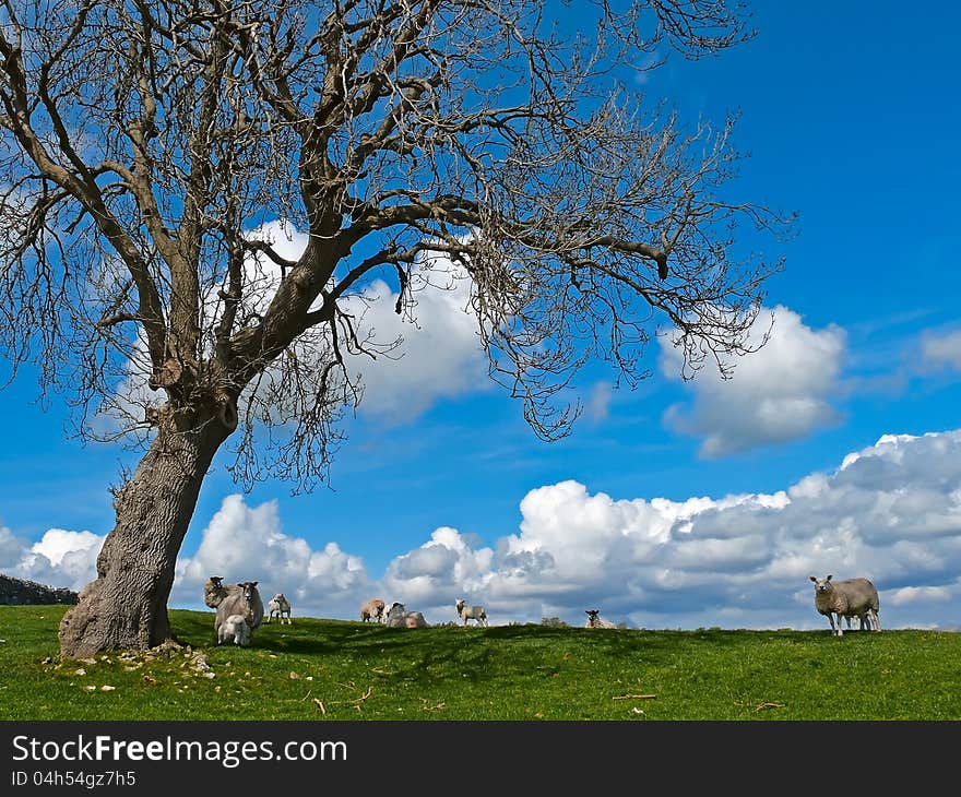 Sheep with lambs in a meadow in the English Lake District. Sheep with lambs in a meadow in the English Lake District