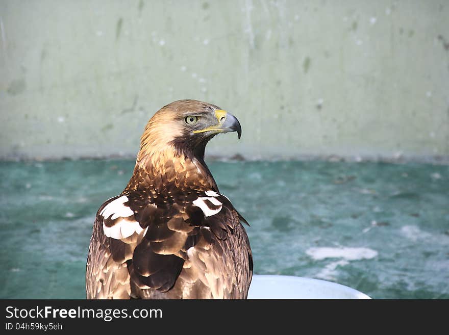 Imperial eagle