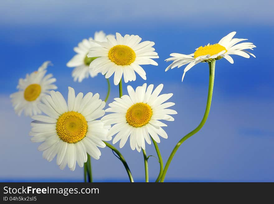 Macro shot of wild camomile on a blue sky background