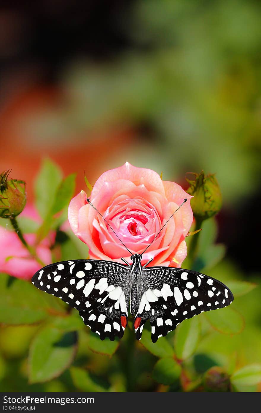 Beautiful spotted black and white colored butterfly on a pink rose flower. Beautiful spotted black and white colored butterfly on a pink rose flower.