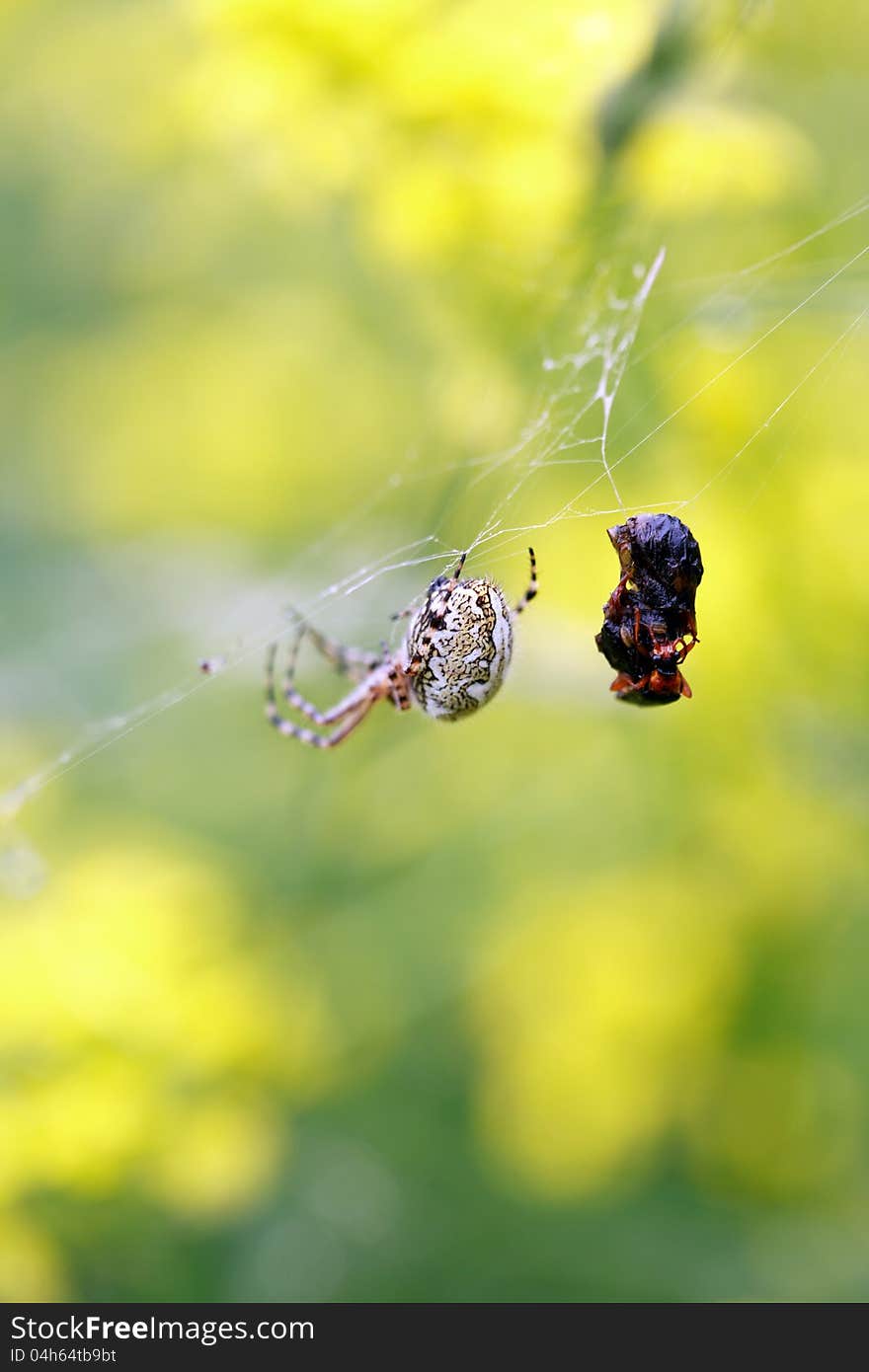 Closeup of spider in web near dead insect. Closeup of spider in web near dead insect