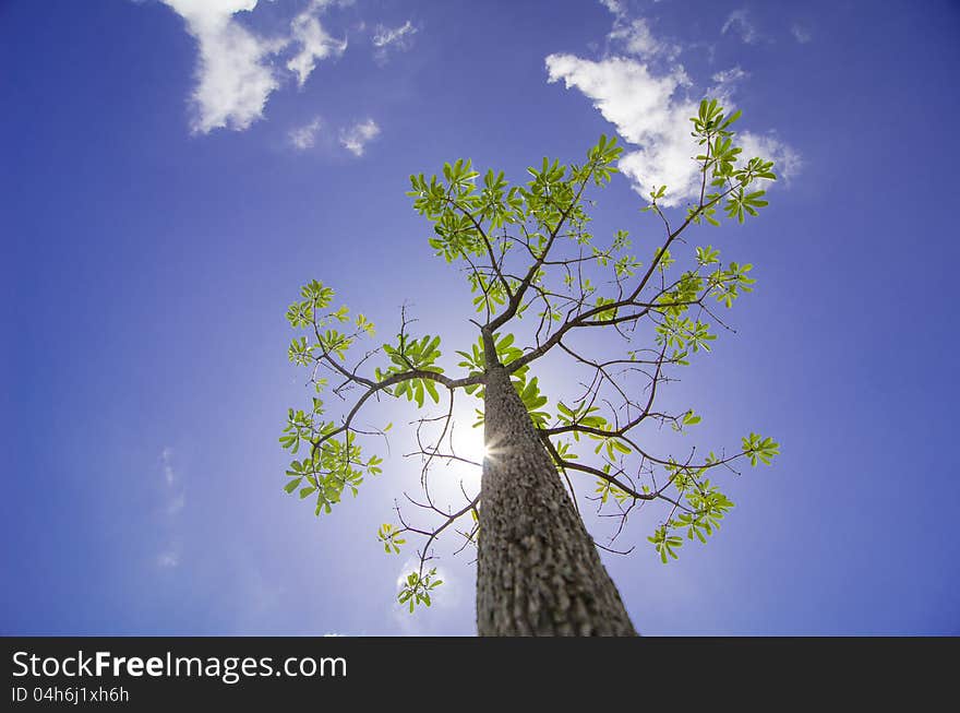 Tree Under The Sunshine Day, Thailand