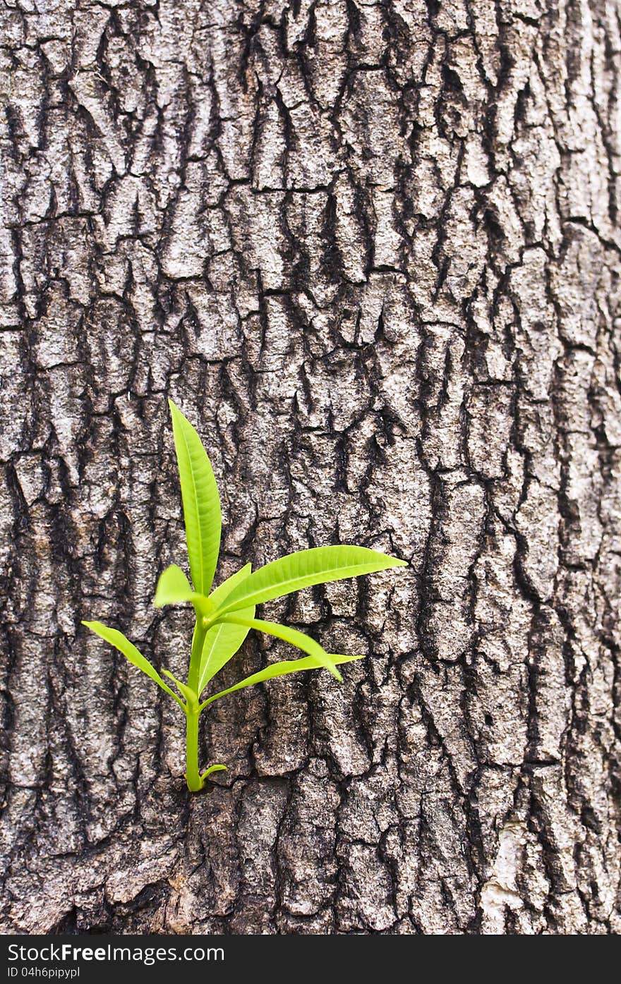 New tree life on the bark .