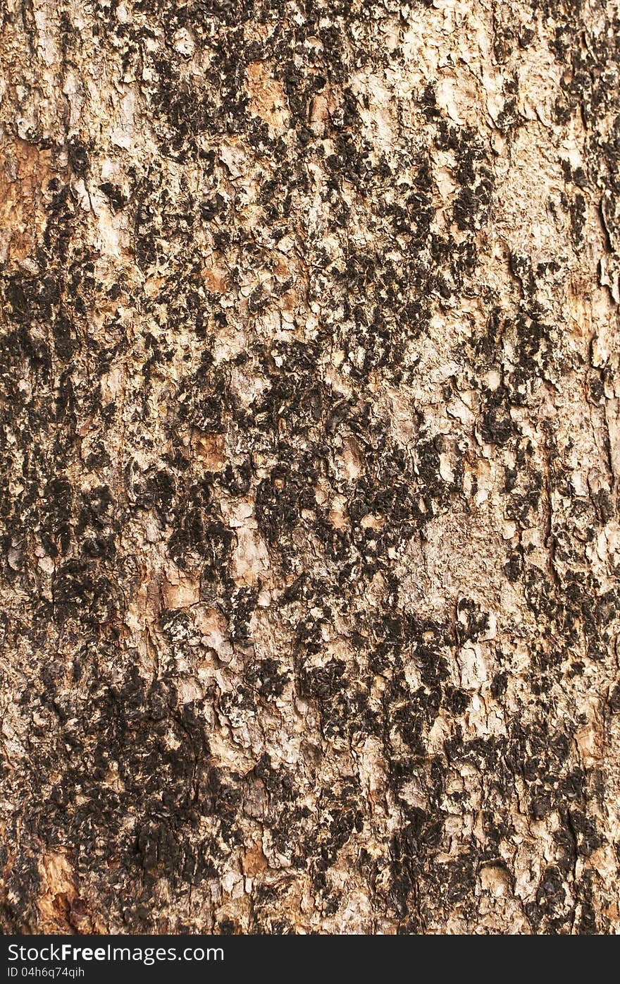 Bark Moss Texture