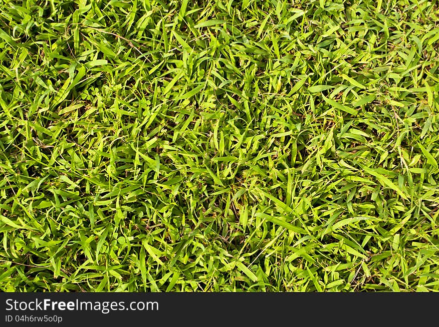 Artificial green grass texture .