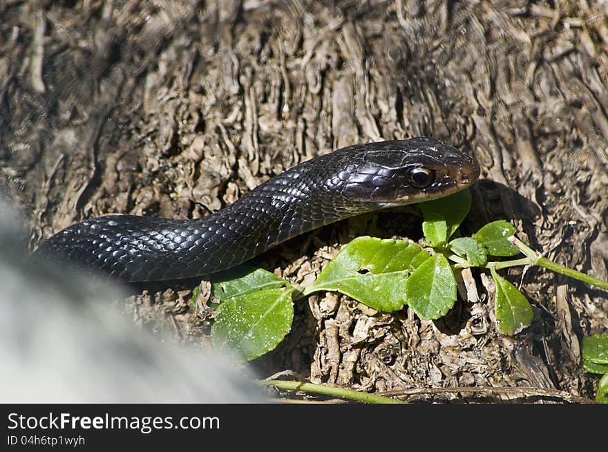 Black Racer