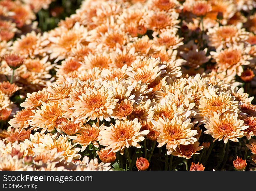 Blooming flowers in a garden. Blooming flowers in a garden.