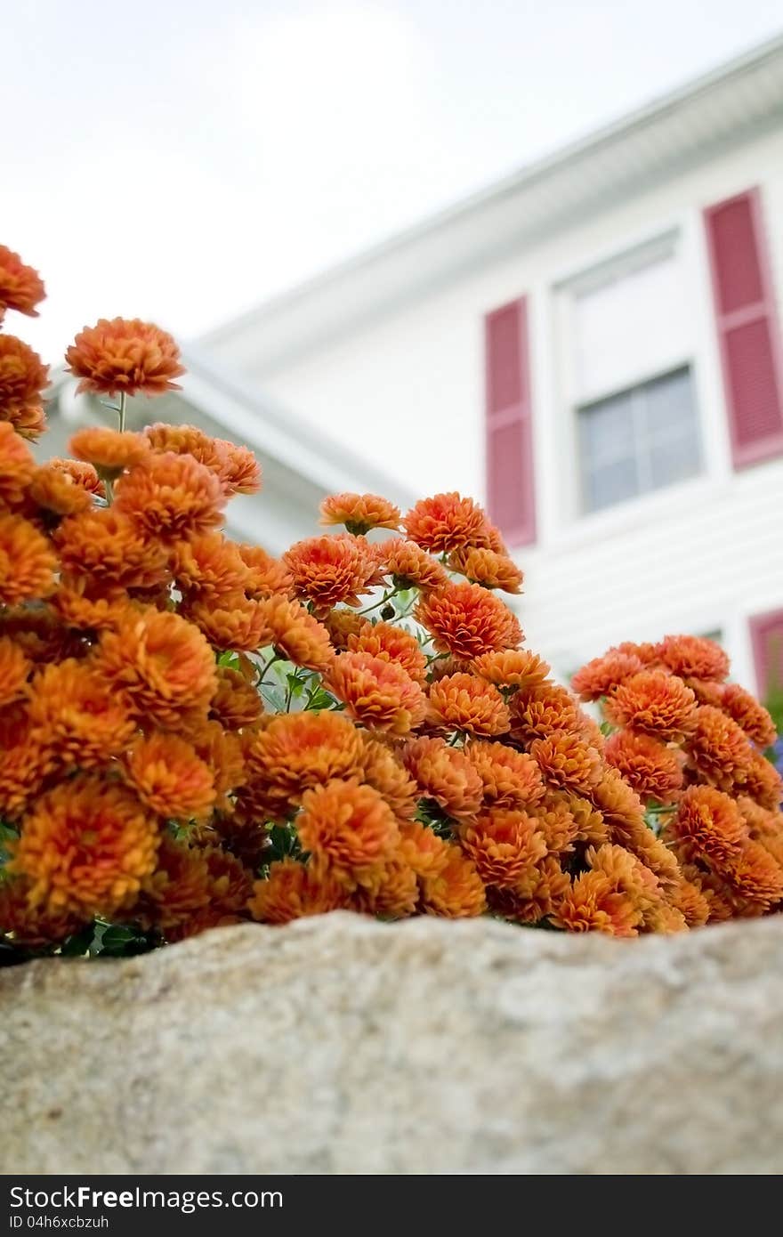 Blooming flowers in a garden. Blooming flowers in a garden.