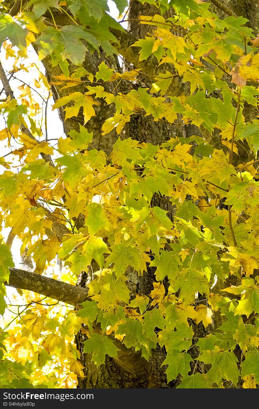 Leaves changing during the early autumn months. Leaves changing during the early autumn months.