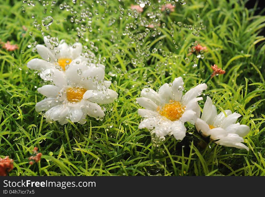 Water drops over daisies