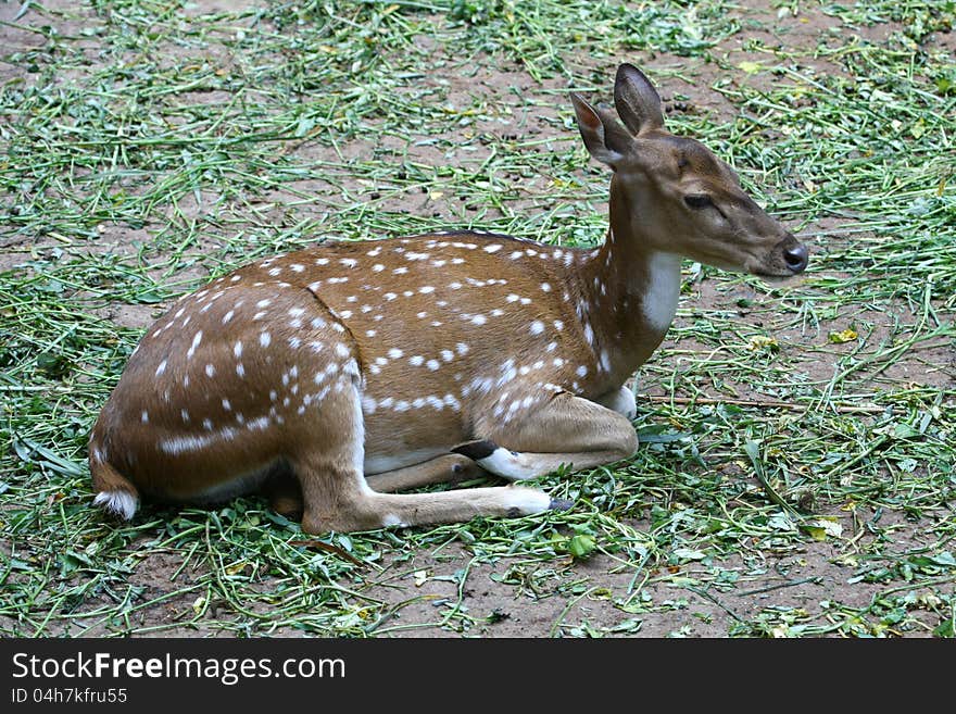 Resting deer