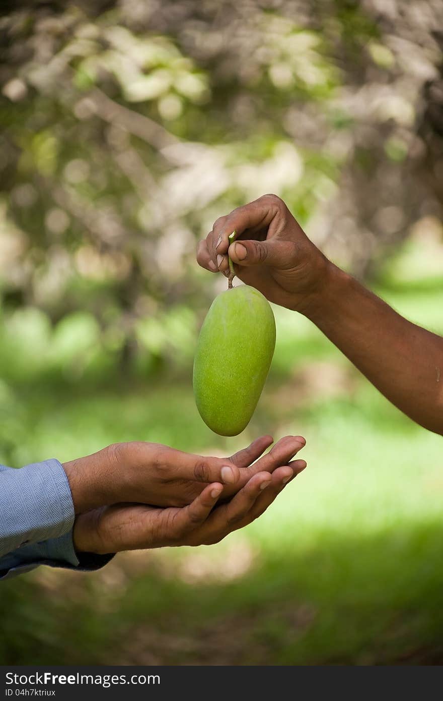 A Green mango given to hand by someone