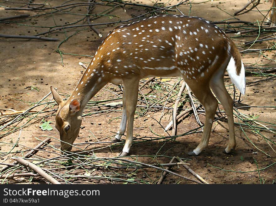 Asian deer