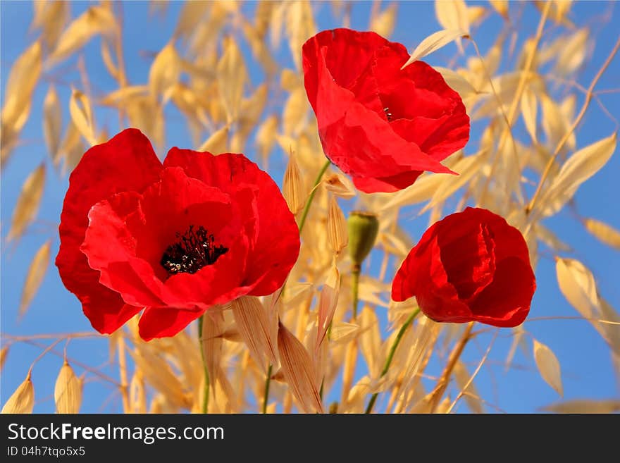 Three red poppies against a bright blue sky