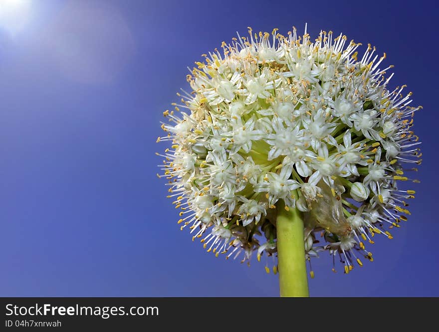 Flower in the form of a ball against a bright blue sky