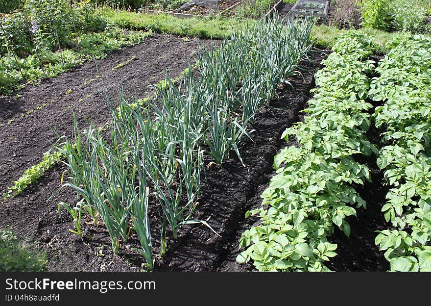 Vegetable Garden.