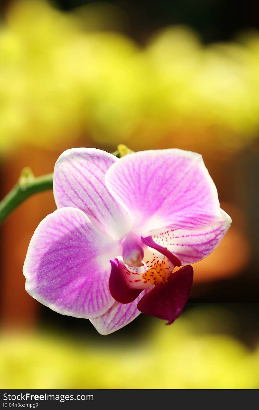 Exotic and beautiful phalaenopsis hybrid orchid flower glowing in sunlight. Exotic and beautiful phalaenopsis hybrid orchid flower glowing in sunlight