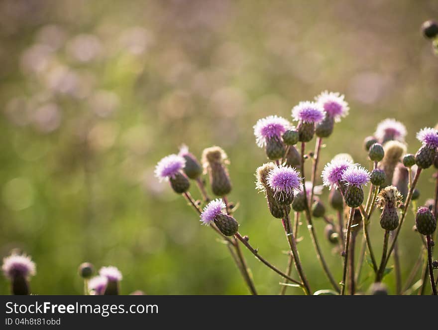 Beatiful flowering thistle and sunlight