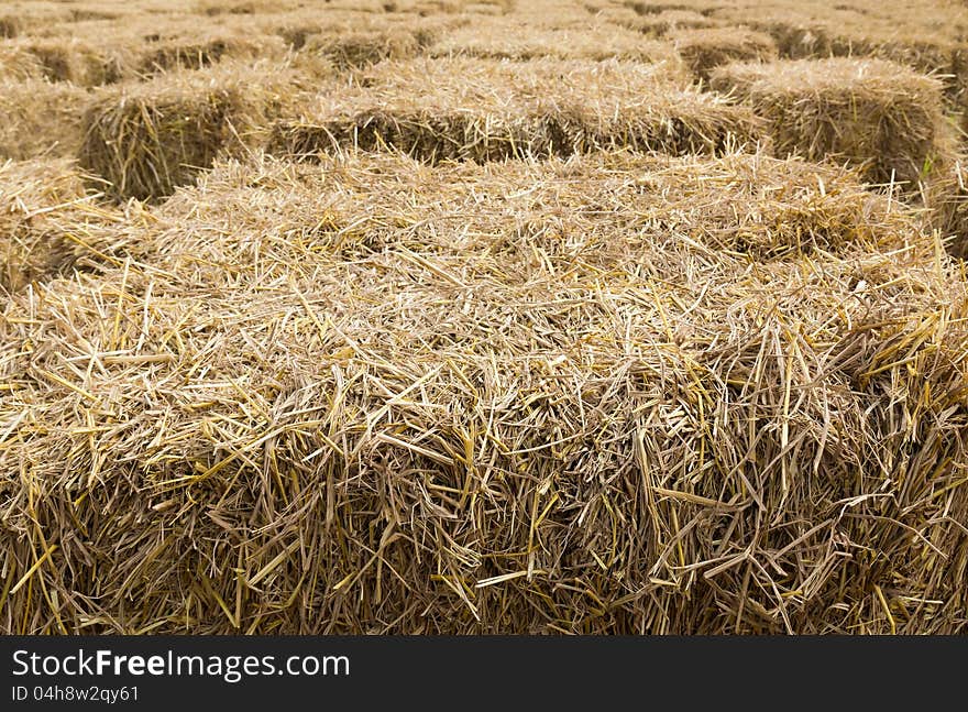 Field with bales of hay