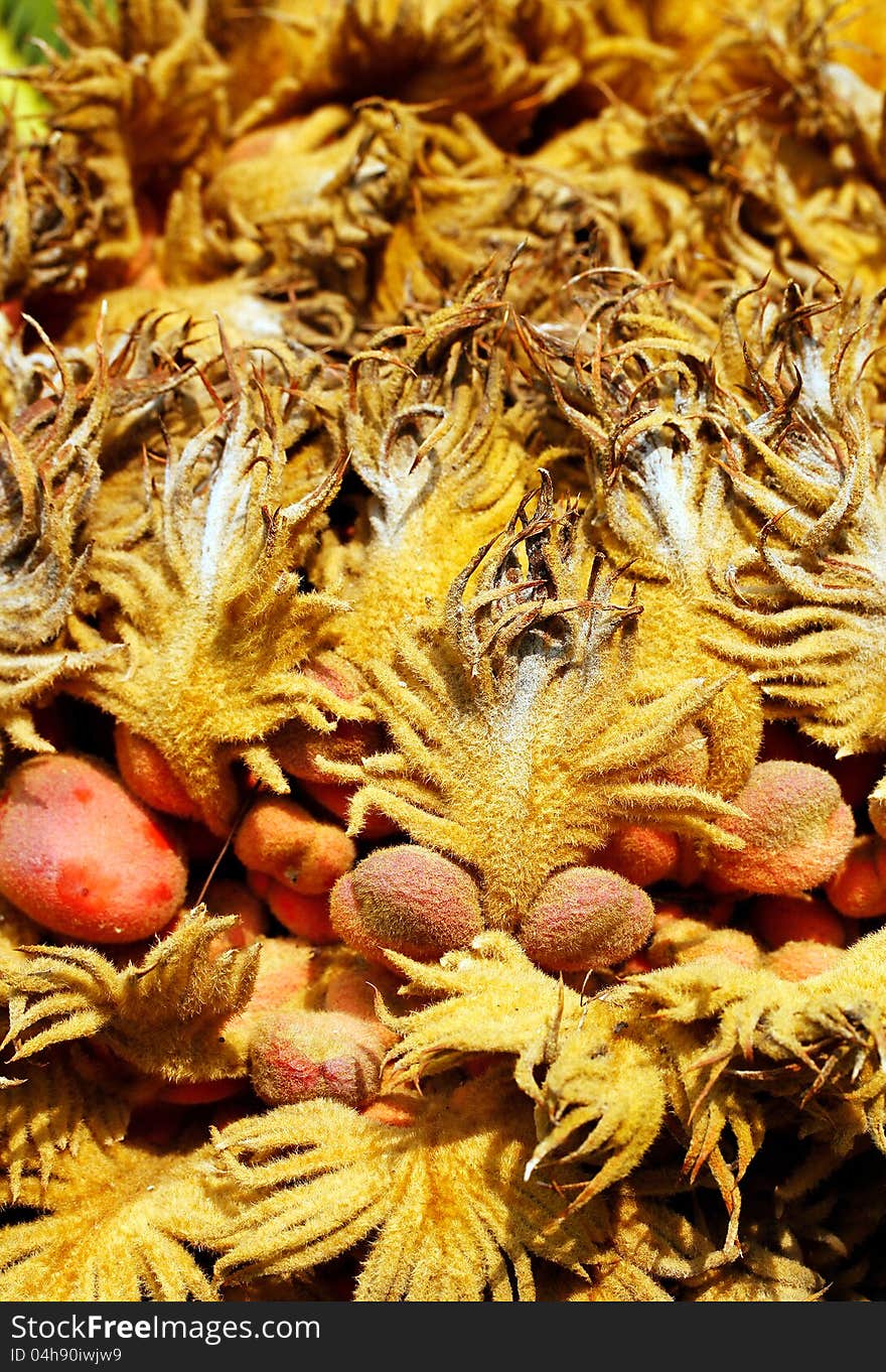 Closeup of cycas reproductive female cone & seeds