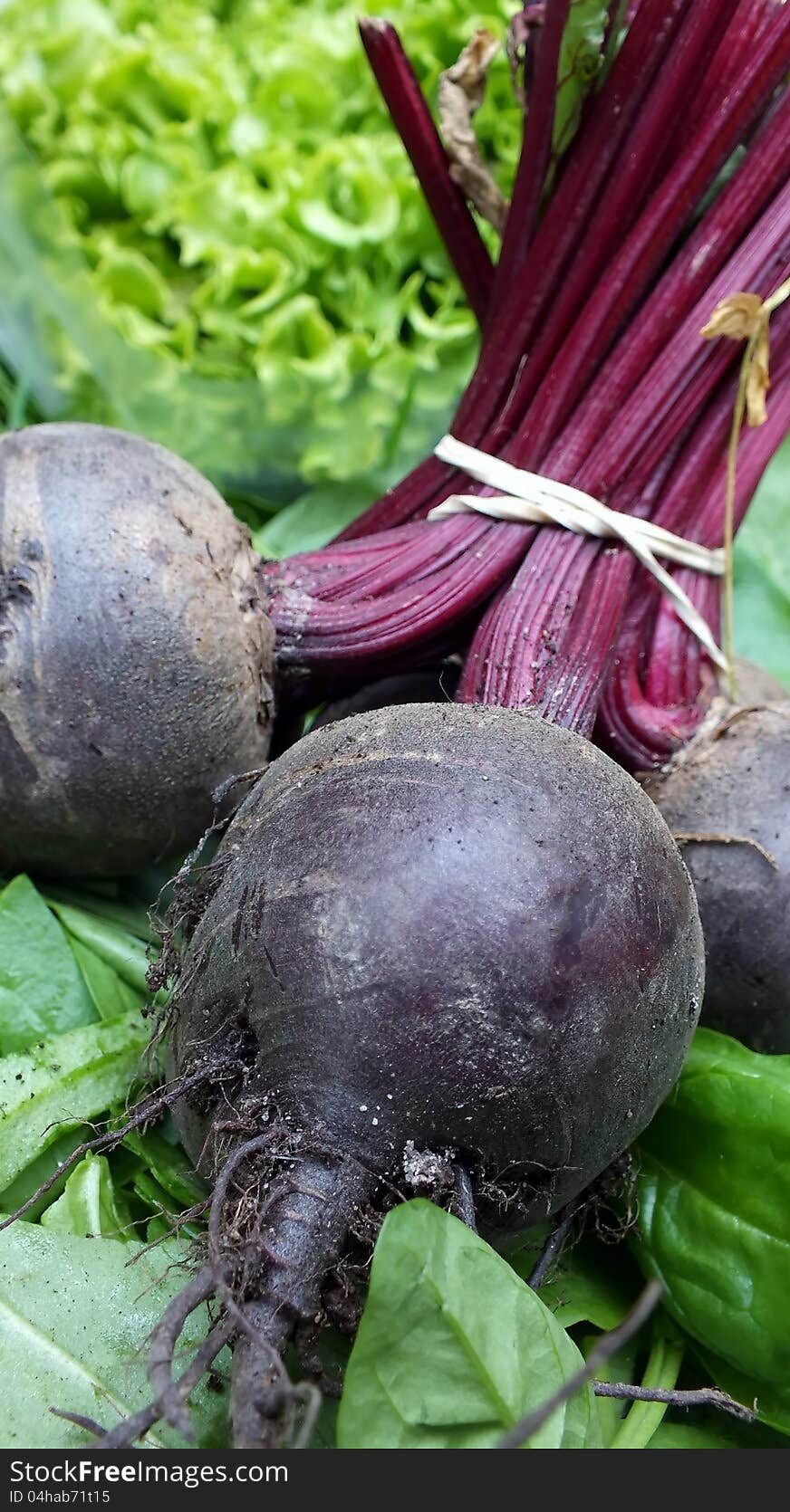 Bunch of beetroot tied with elastic band, lettuce and spinach leaves