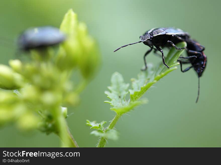 Beetles Sitting On A Bud