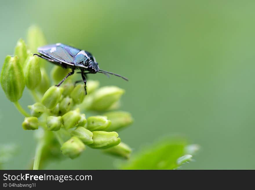 Beetles Sitting On A Bud