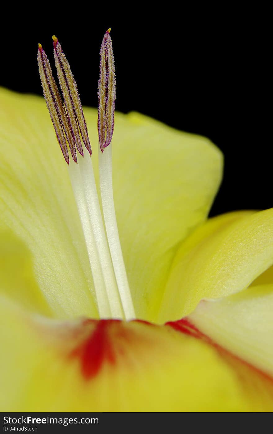 Macro shot of yellow gladiolas