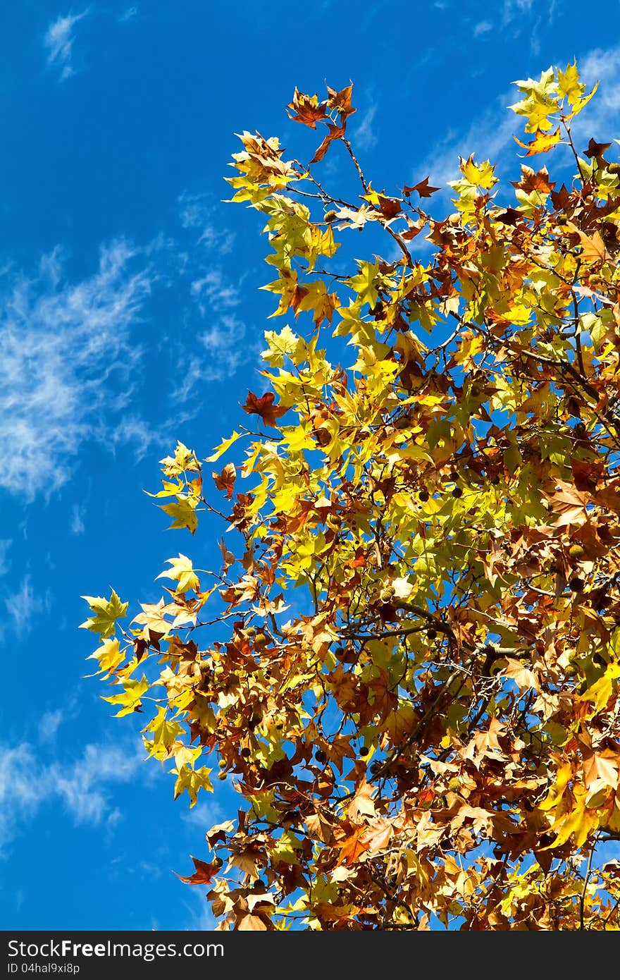 Photo of a sycamore tree in autumn