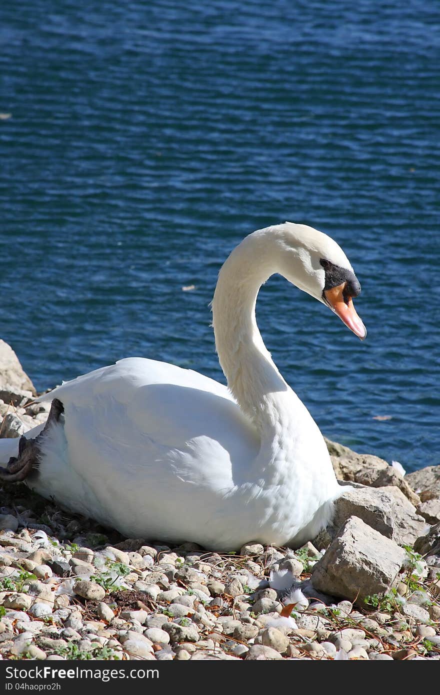 Swan sitting on the shore