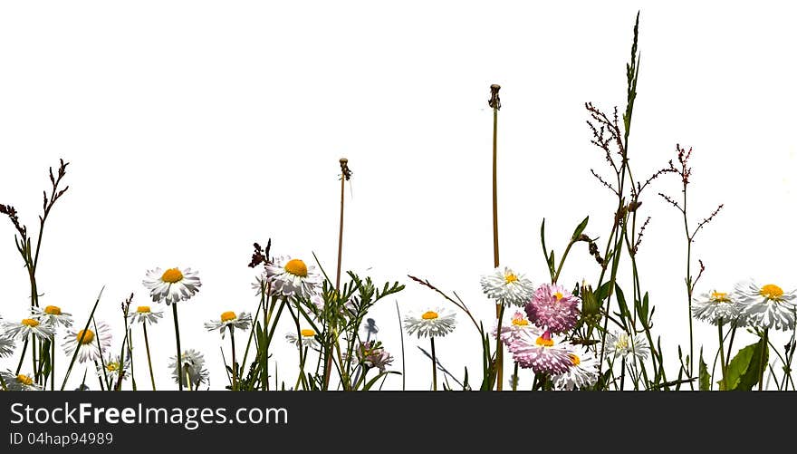 Meadow grass and chamomile flowers isolated on white background. Meadow grass and chamomile flowers isolated on white background