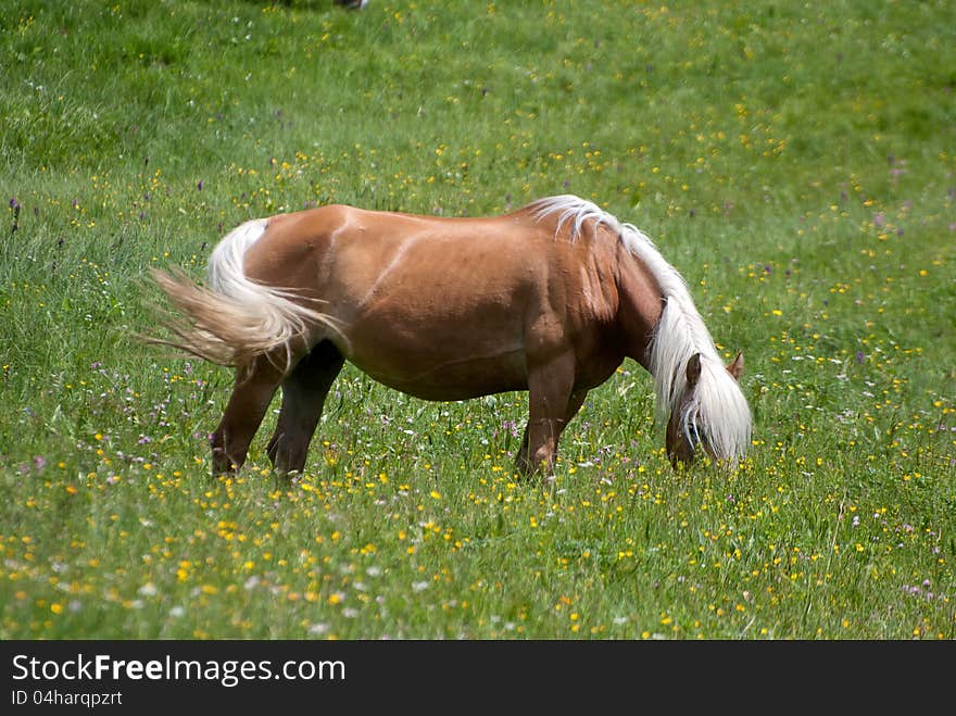 Haflinger horse in a high mountain, eating grass on the meadow in dolomite alps, Val Pusteria, Italy. Haflinger horse in a high mountain, eating grass on the meadow in dolomite alps, Val Pusteria, Italy