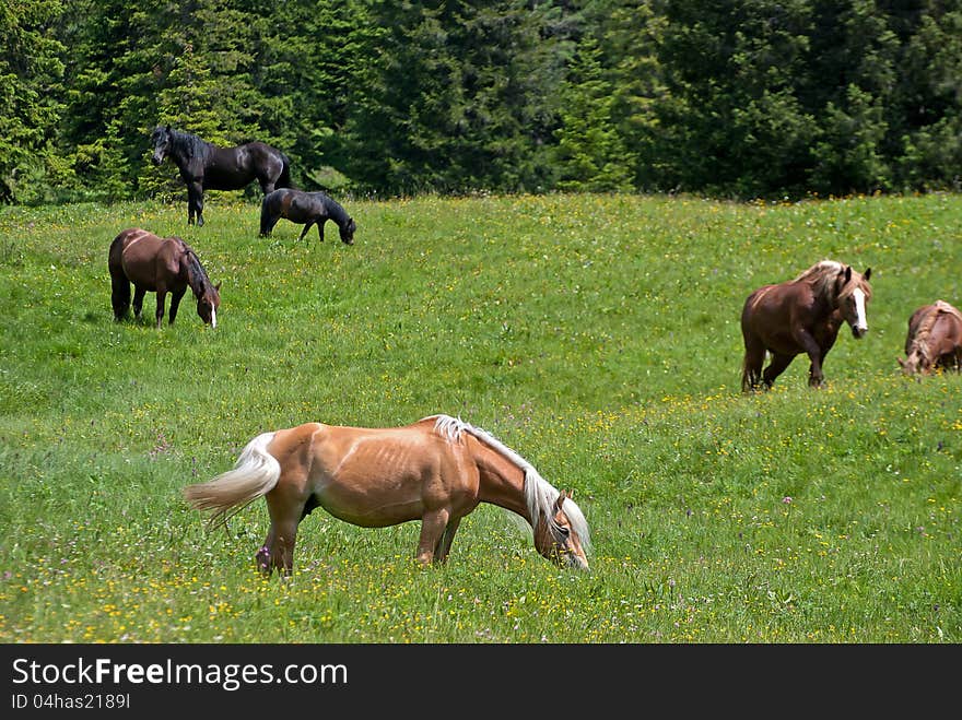 Healthy horses grazing on green grass open grass camp in mountain. Healthy horses grazing on green grass open grass camp in mountain