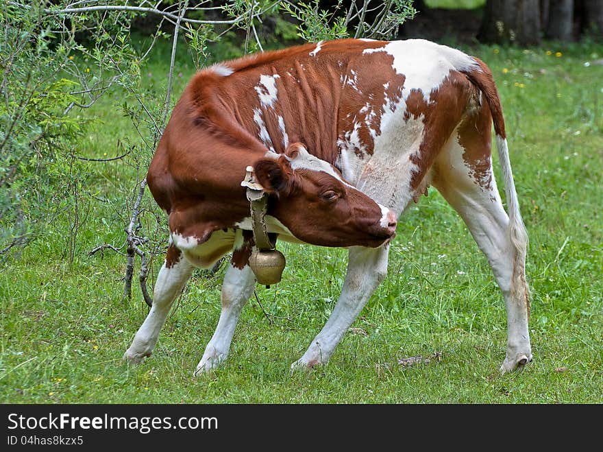 Cow With Bell