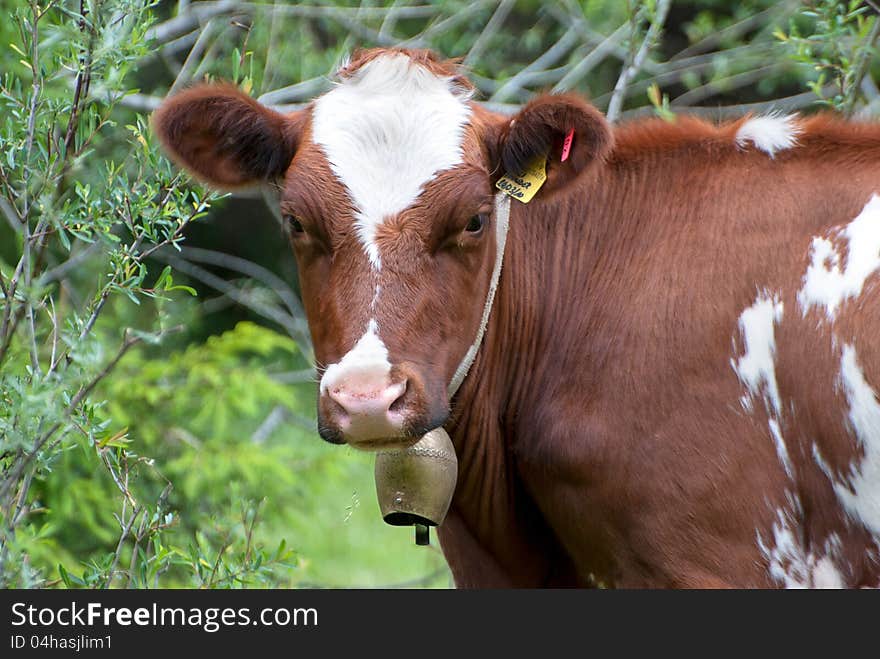 A cow with bell in italian alps. A cow with bell in italian alps