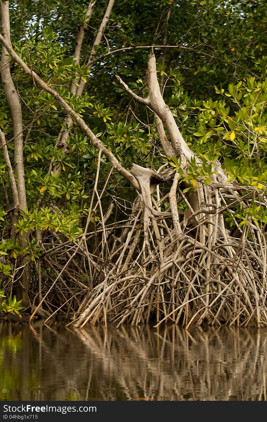 A mangrove tree and its intricate root system. A mangrove tree and its intricate root system