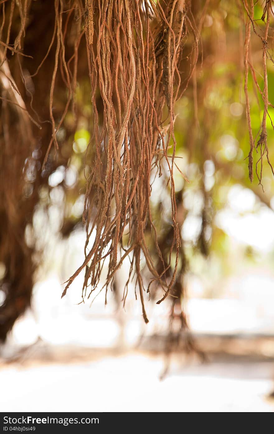 Roots of a banyan tree