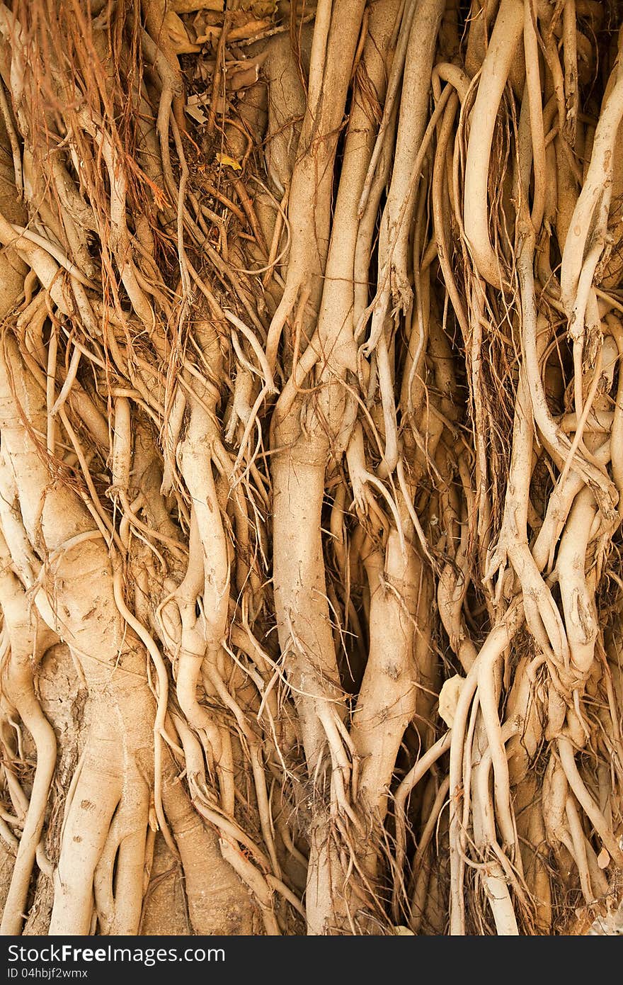 Roots of a banyan tree