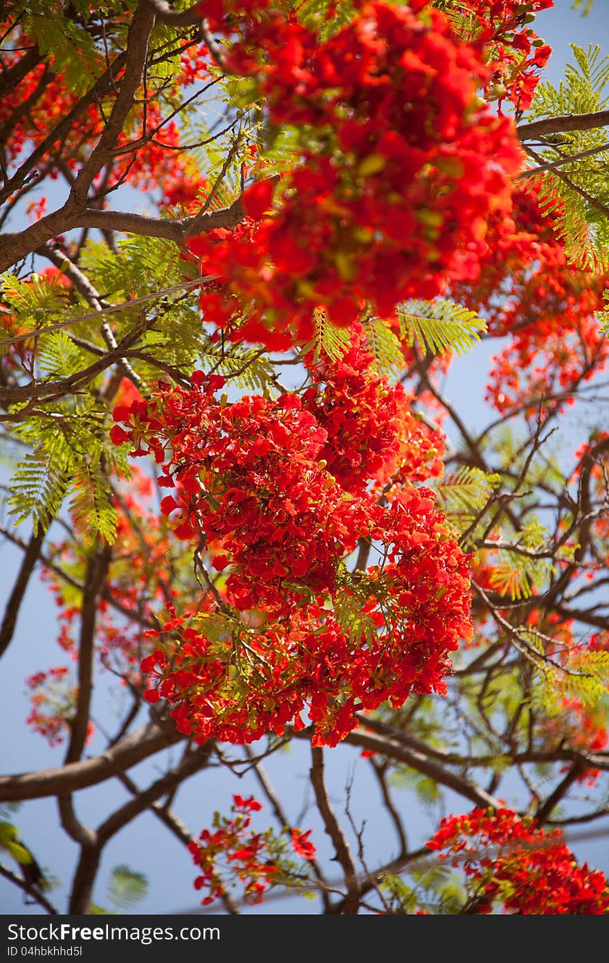 Beautiful red tropical flowers of delonix on a bright summer day. Beautiful red tropical flowers of delonix on a bright summer day