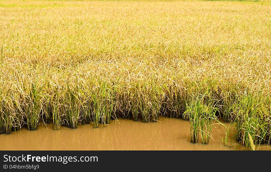 Golden Rice Field