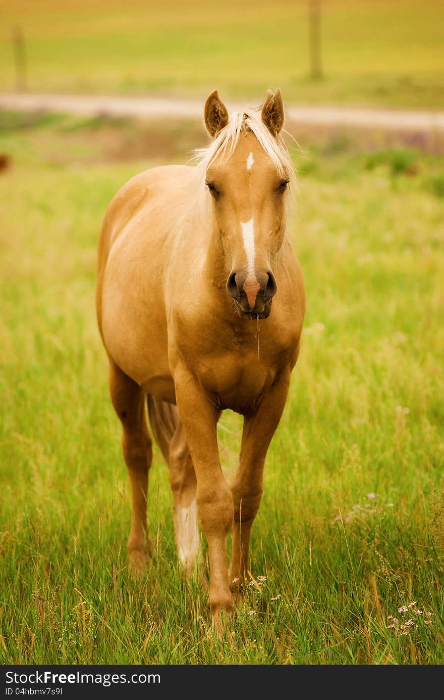 The horse pasture on the Altai. Russia. Altai Territory. The horse pasture on the Altai. Russia. Altai Territory.