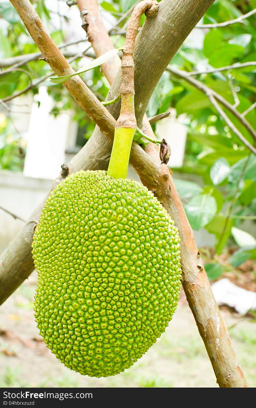 Jackfruit hanging on the tree