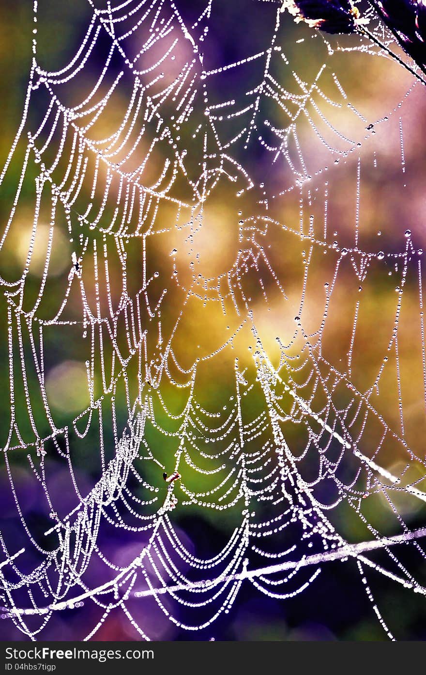 Cobweb close-ups in small drops of dew. Cobweb close-ups in small drops of dew.