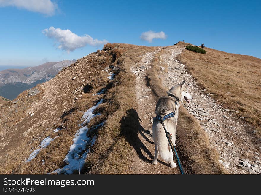 Trekking on the West Tatry ( Rohace ) wish siberian husky dog. Slovakia. Trekking on the West Tatry ( Rohace ) wish siberian husky dog. Slovakia