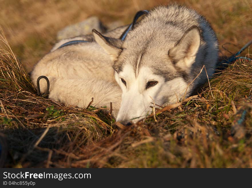 Siberian husky dog