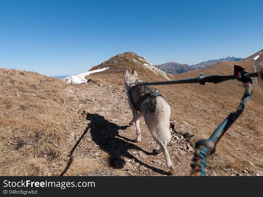 On the trek wish the husky dog