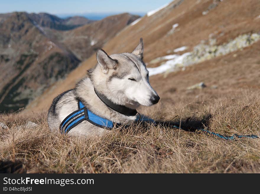 Relaxing of the siberian husky dog