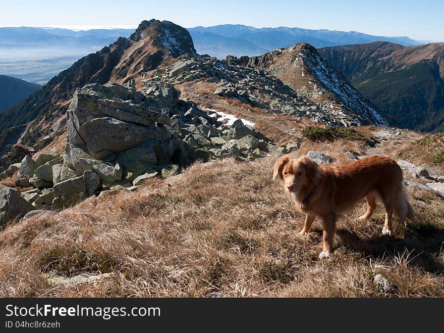 Nova Scotia Retriever on the hill