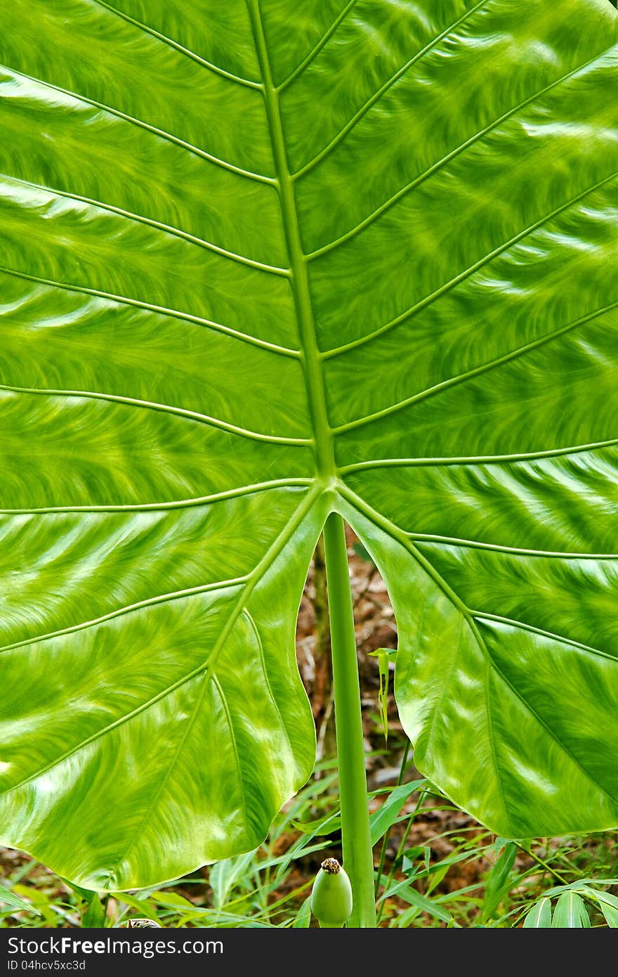 Detail of a green Caladium leaf as background